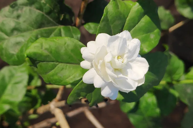 Hoa nhài Sambac Jasmine