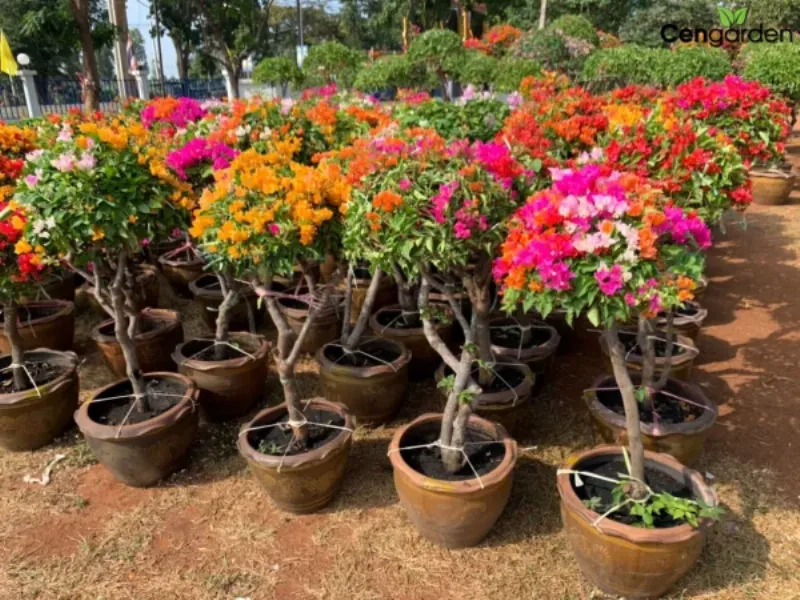 Các chậu hoa Bougainvillea đa sắc màu được trồng trong chậu ngoài trời.