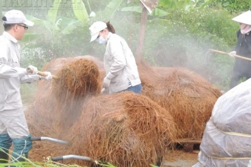 Chuẩn bị trồng nấm rơm