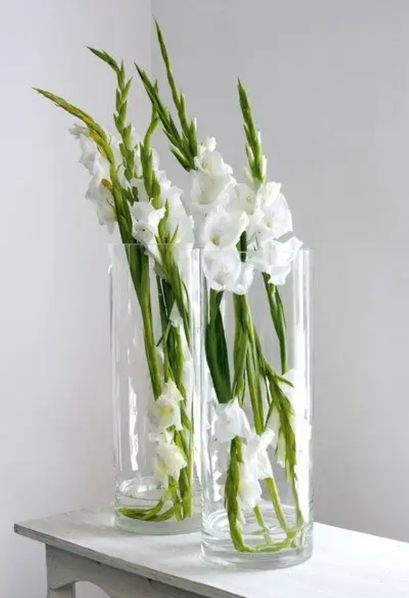 Hoa gladiolus trắng trong hai bình thủy tinh cao đặt trên bàn.