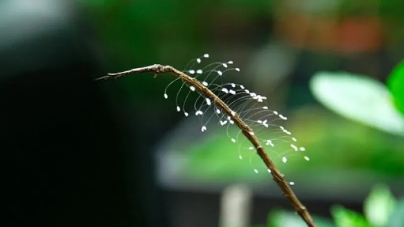 hoa ưu đàm may mắn