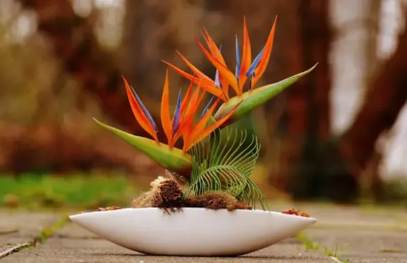 Lọ hoa Strelitzia đặt trên mặt đất.