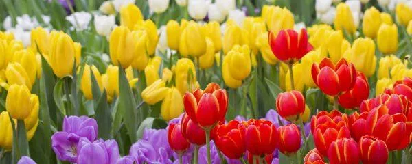 Các sắc hoa tulip thay lời yêu thương