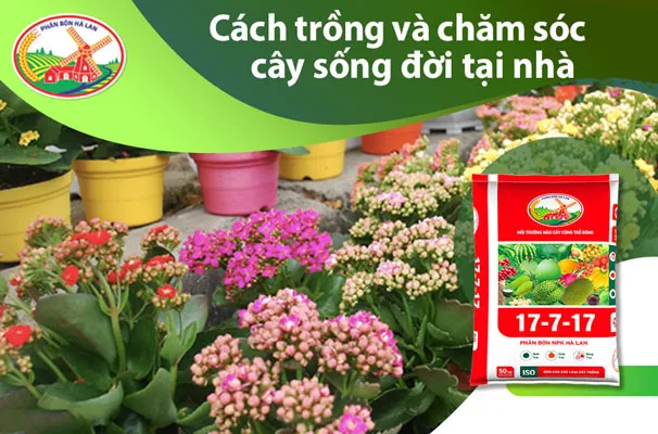 Cách trồng cây sống đời