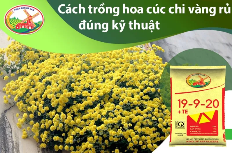 Cách trồng cúc chi vàng rủ