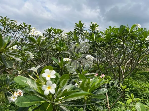 cap cay su dai cong trinh