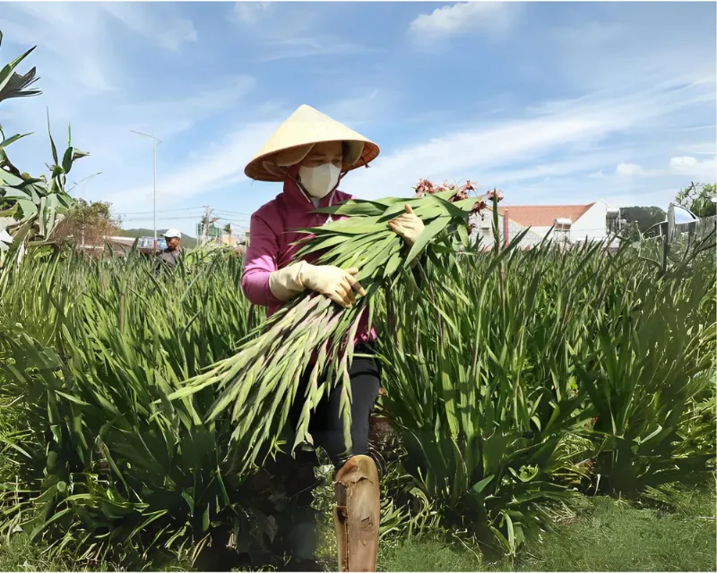 Chọn mua hoa lay ơn