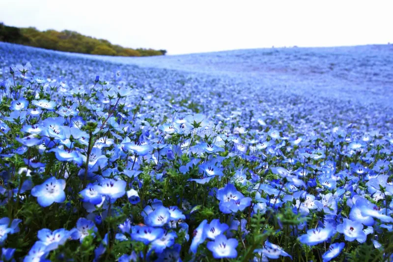 Hoa Nemophila với cánh hoa xanh trắng