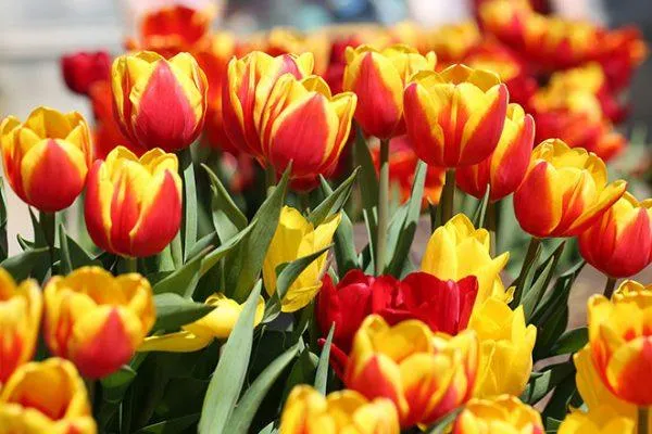 Hoa tulip đa sắc màu