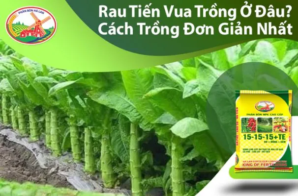 Rau tiến vua tươi ngon trong vườn