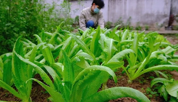 Thu hoạch rau tiến vua