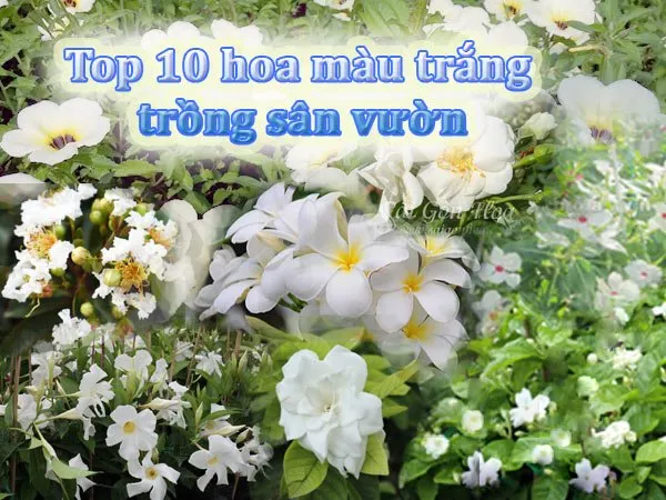 top 10 hoa màu trắng cho sân vườn