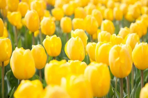 Tulip vàng: Cuộc sống vĩnh cửu