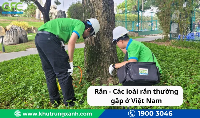 Các loài rắn thường gặp ở Việt Nam