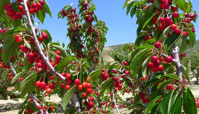 Cách chăm sóc cây cherry