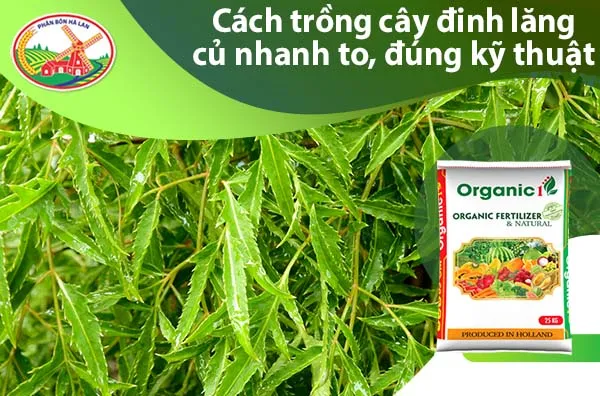 Cách trồng cây đinh lăng cho củ to