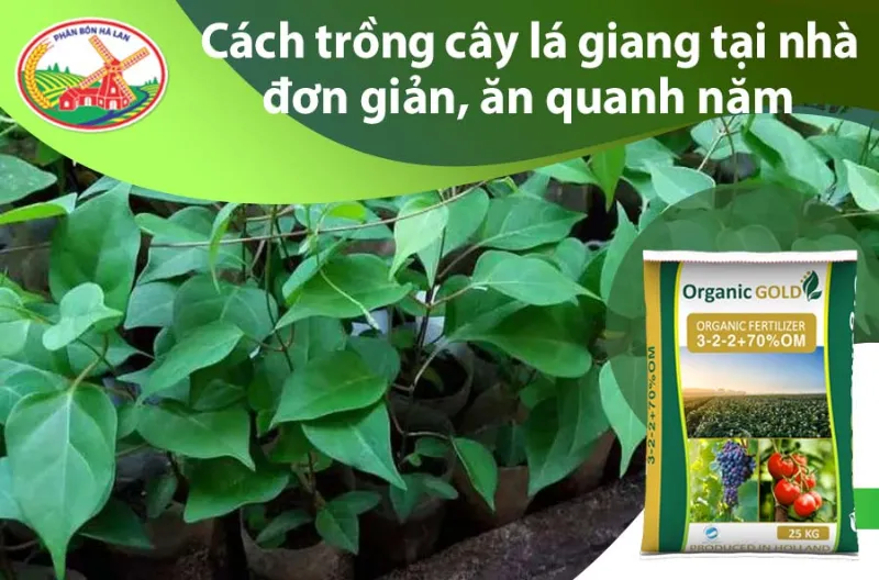 Cách trồng cây lá giang