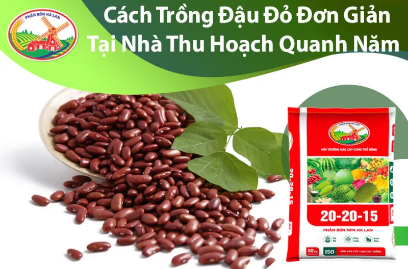 Cách trồng đậu đỏ tại nhà