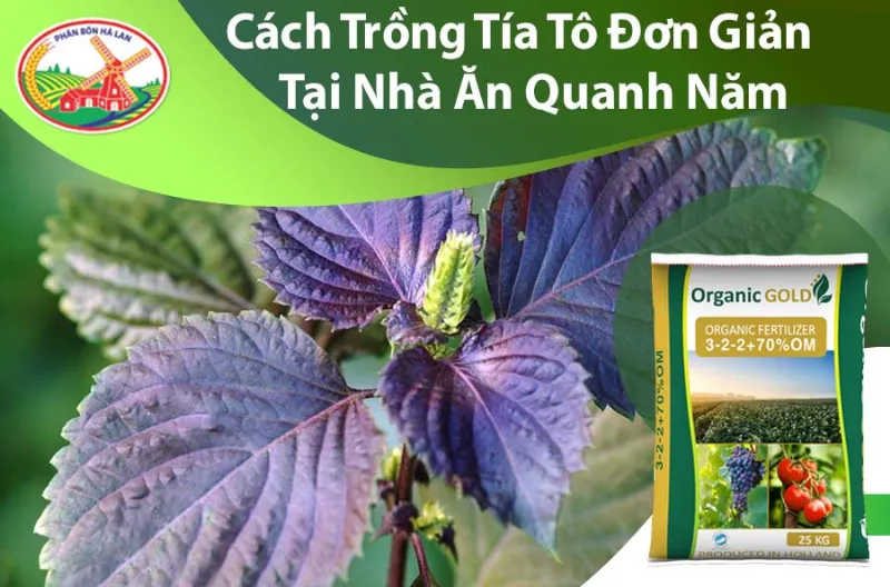 Cách trồng tía tô tại nhà