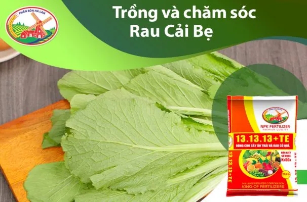 Cải bẹ xanh tươi tốt trong vườn