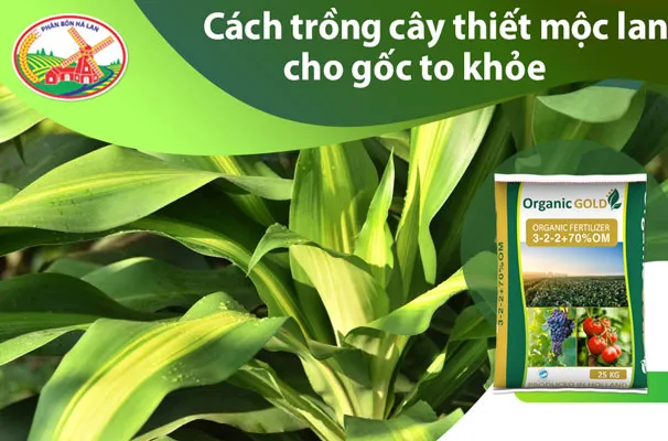 Cây thiết mộc lan xanh tốt