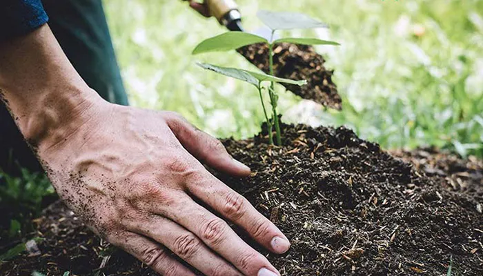 Chăm sóc lá giang sau trồng