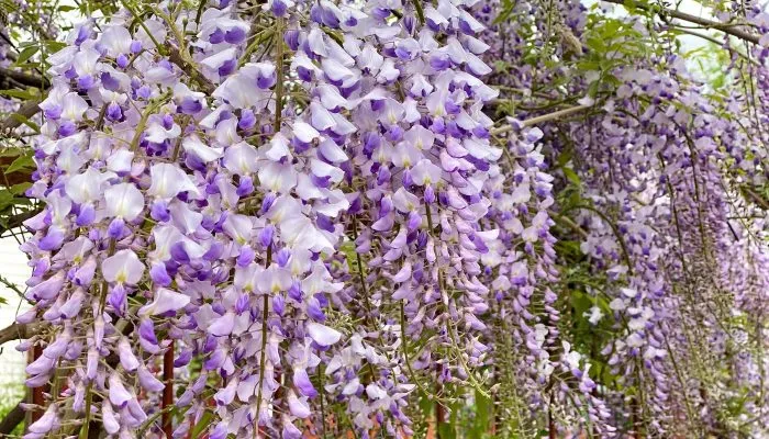 Hoa tử đằng (Chinese wisteria)