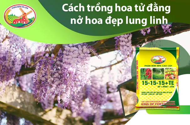 Hoa tử đằng nở rộ