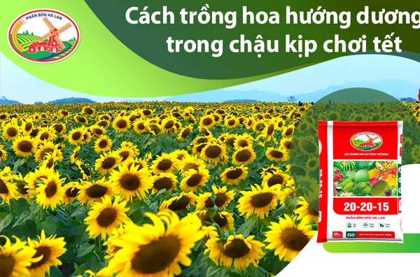 Hướng Dẫn Cách Trồng Hoa Hướng Dương Trong Chậu Kịp Chơi Tết