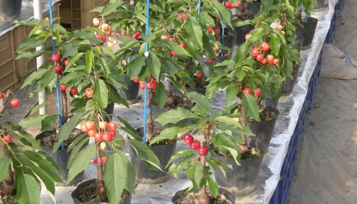 Kỹ thuật trồng cherry đơn giản