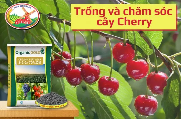 Kỹ thuật trồng cherry