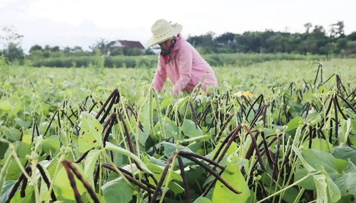 Phòng trừ sâu bệnh