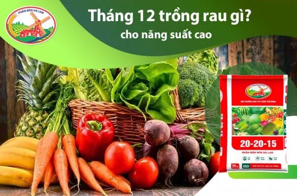 Tháng 12 trồng rau gì