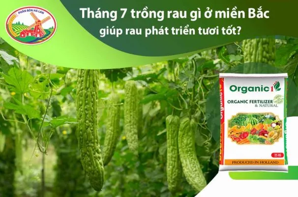 Tháng 7 trồng rau gì ở miền Bắc