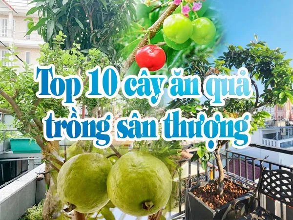 Top 10 cây ăn quả trồng sân thượng nhà phố