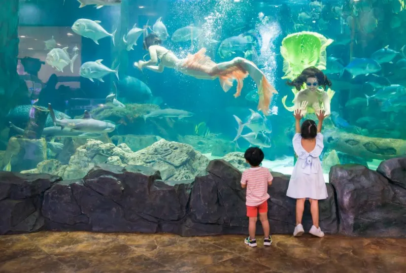 Chim cánh cụt tại Vinpearl Aquarium