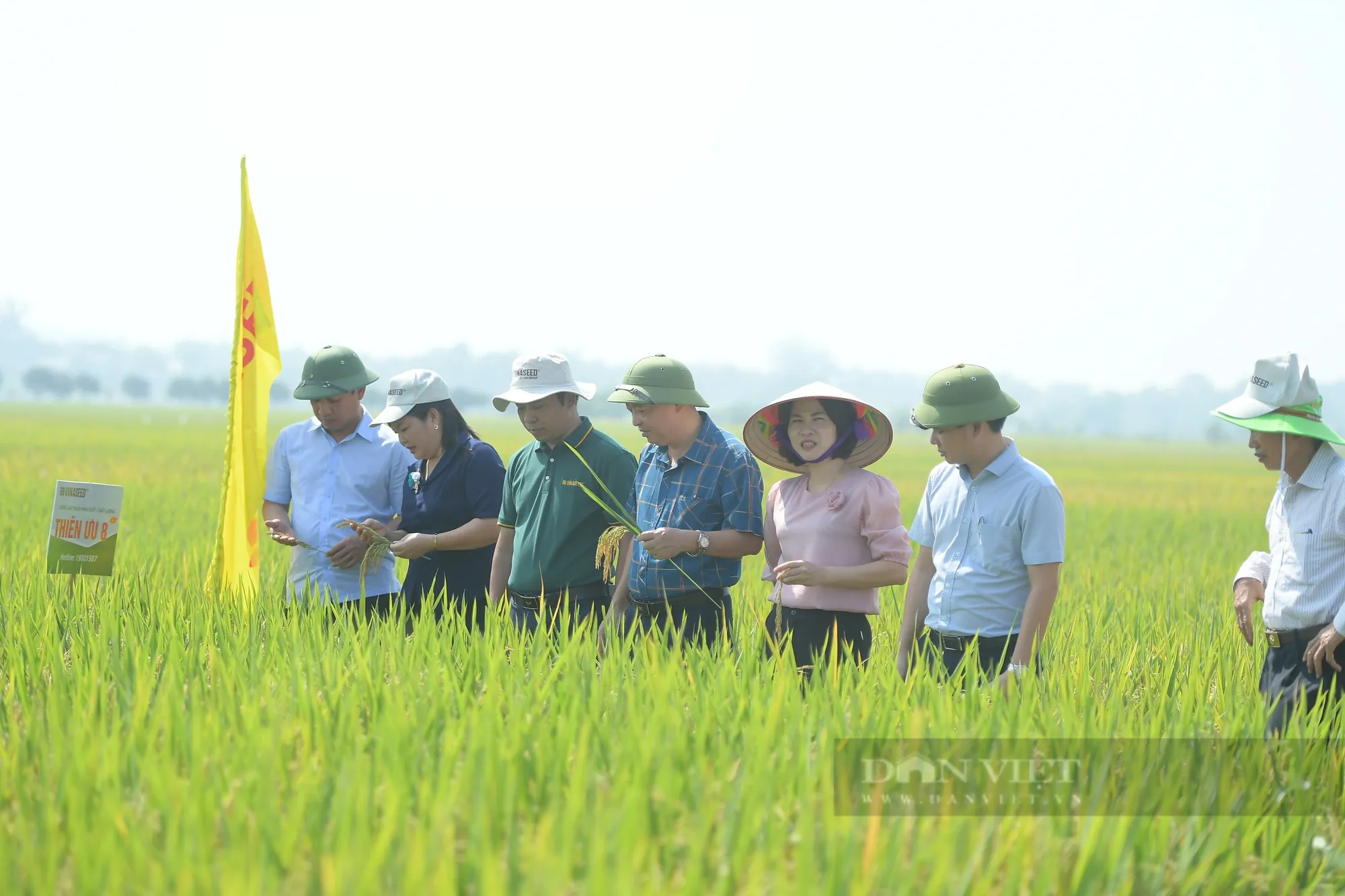 Cánh đồng lúa Thiên Ưu 8 chín vàng tại Phú Thọ