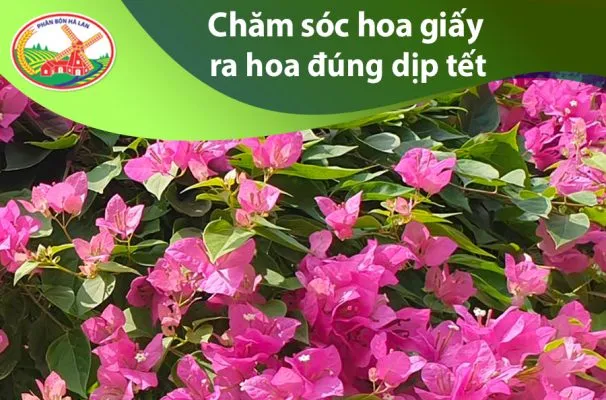 Hoa giấy nở rộ