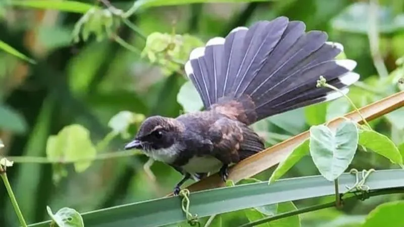 Chim đen đậu trên cành cây