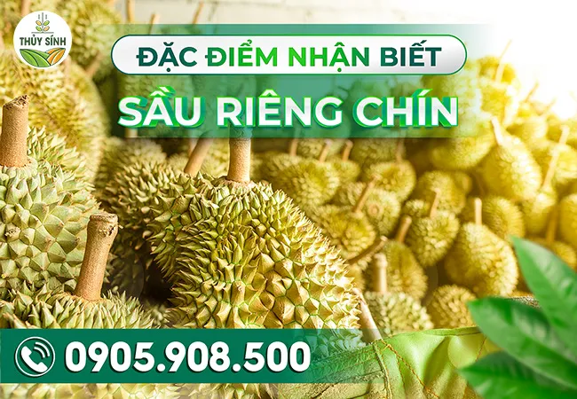 Đặc điểm nhận biết sầu riêng chín