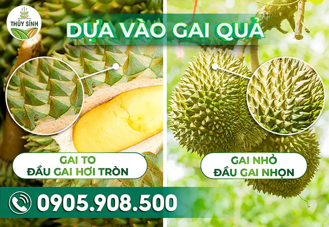 Dựa vào gai quả