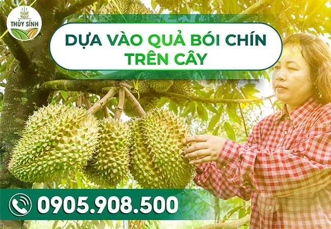 Dựa vào quả bói chín trên cây