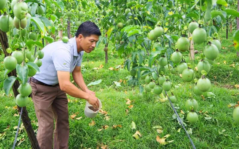 Trồng và chăm sóc cây chanh dây không quá khó