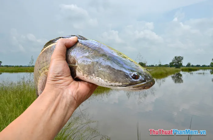 alt text: Mơ thấy bắt cá rô đồng là điềm báo tài lộc