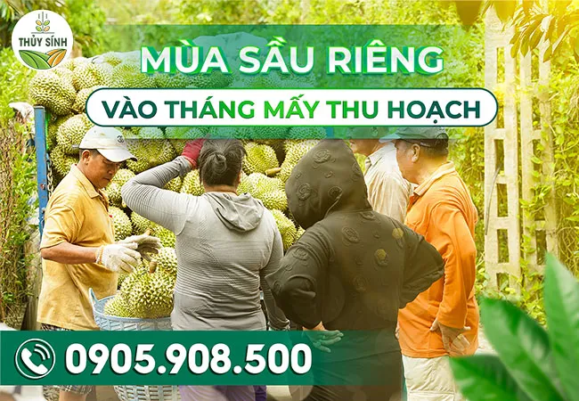 Mùa sầu riêng vào tháng mấy thu hoạch?