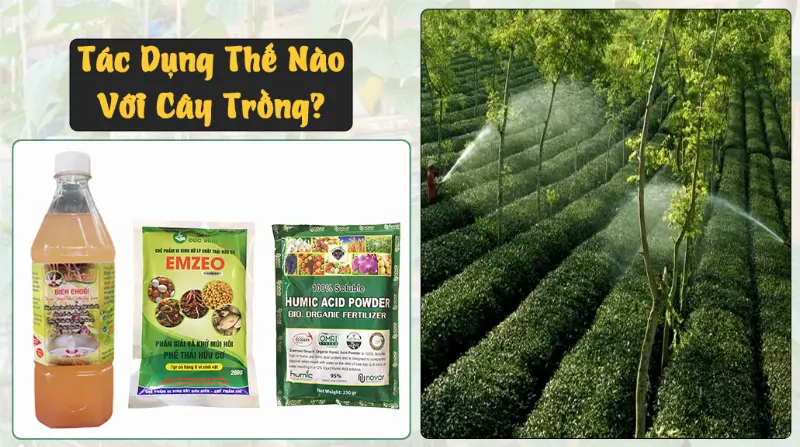 Tác dụng dịch chuối với cây trồng