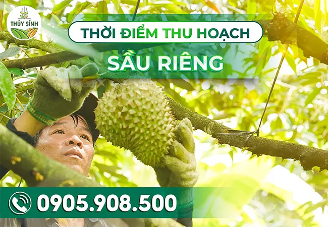 Thời điểm thu hoạch sầu riêng