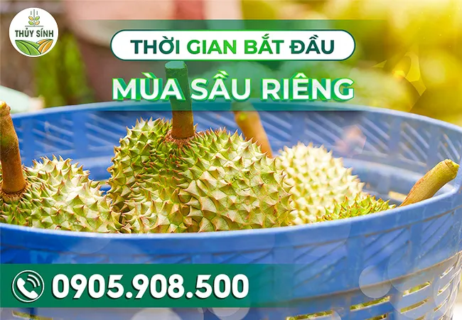 Thời gian bắt đầu mùa sầu riêng