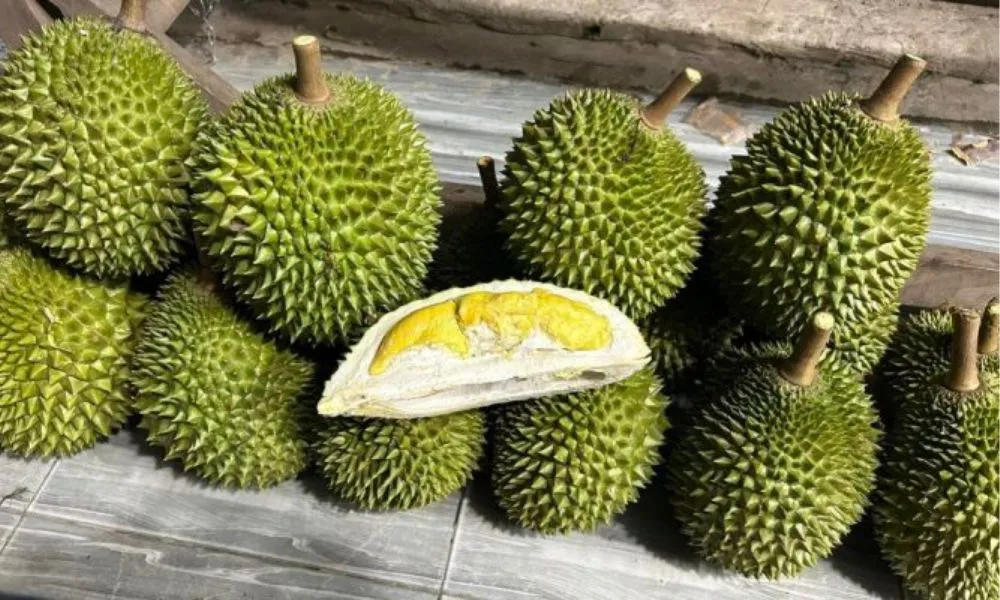 Sầu riêng Musang King