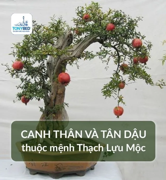 Người mang mệnh Thạch Lựu Mộc sinh vào năm Canh Thân và Tân Dậu